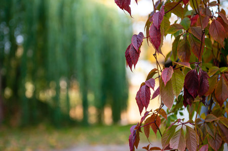colorful autumn ivy with blurred willow tree in background, selective focus autumn mood background