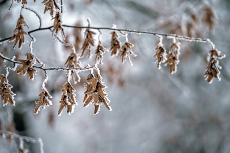 Frosted tree branch against defocused background. Selective focus and shallow depth of field.