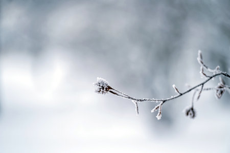 Frosted tree branch against defocused background. Selective focus and shallow depth of field.