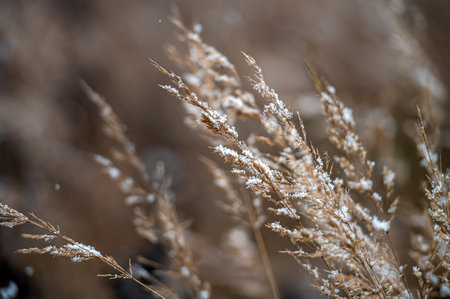 Winter view with snowy stalks of dry grass on a blurred background during a snowfall. Close-up