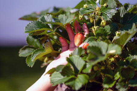 woman inspects strawberry plant in garden, close-up of hand, gardening and agriculture conceptの写真素材