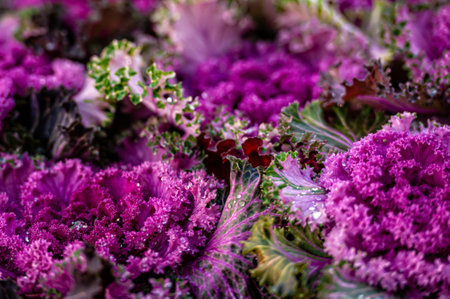 decorative cabbage purple lace flower blossom, close-up with dew drops, selective focusの写真素材
