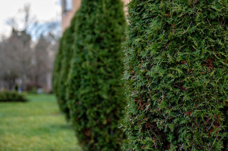 Close-up photo of thuja bush in the summer season, selective focus, copy spaceの写真素材