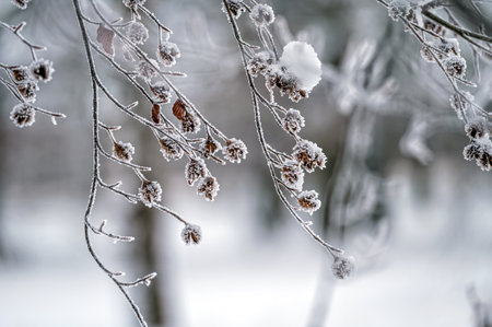 Frosted tree branch against defocused background. Selective focus and shallow depth of field.の写真素材
