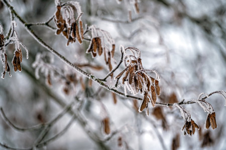 Frosted tree branch against defocused background. Selective focus and shallow depth of field.の写真素材
