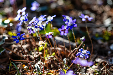 Anemonoides blanda, syn. Anemone blanda, the Balkan anemone, windflower, closeup, selective focusの写真素材