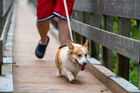 A smiling Welsh corgi dog runs over a bridge with its owner on a rainy autumn dayの写真素材