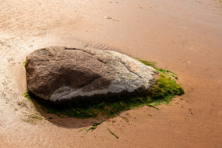 Stones covered with algae on the sandy beach of the sea in the bright sun.の写真素材