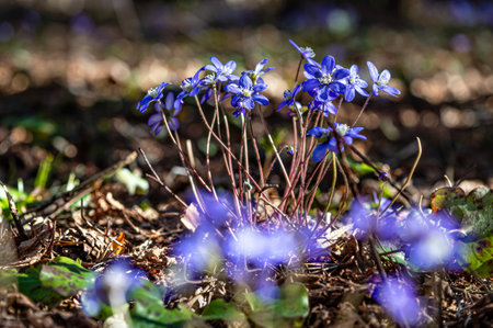 Anemonoides blanda, syn. Anemone blanda, the Balkan anemone, windflower, closeup, selective focusの写真素材