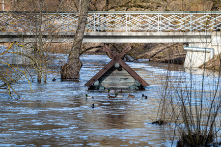 to the roof of a bird house flooded in spring floods - a feeder on the Berze River in Dobele, Latviaの写真素材