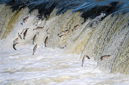 Fishes go for spawning upstream. Vimba jumps over waterfall on the Venta River, Kuldiga, Latviaの写真素材