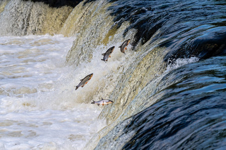 Fishes go for spawning upstream. Vimba jumps over waterfall on the Venta River, Kuldiga, Latviaの写真素材
