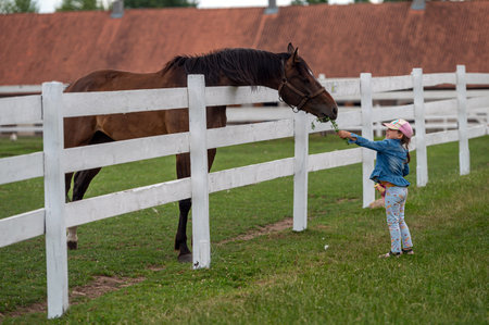 Pakruojis, Lithuania. July 1, 2023: A little girl is feeding a horse with flowers.のeditorial素材