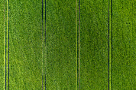 green agricultural field from above vith stripes, abstract natural patternの写真素材