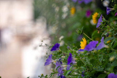 Colorful petunia flowers close-up.  Selective focus, Defocused space for text.の写真素材