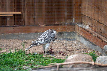 Tame hunting falcon on defocused background with copy space, close-upの写真素材