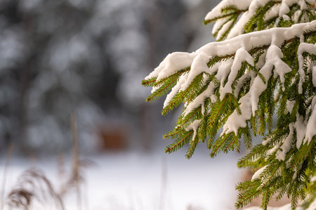 Close-up of snow-covered fir branches, with a strong bokeh.の写真素材