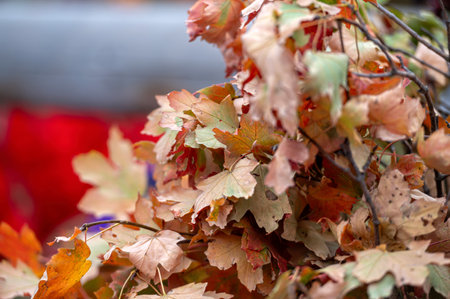 Autumn leaves and berries of hawthorn on a blurred backgroundの写真素材