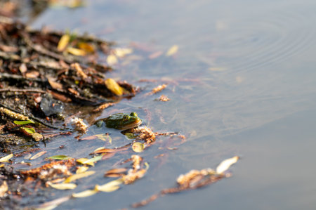 Frog on the surface of the river. Close-up. Copy space. Selective focusの写真素材
