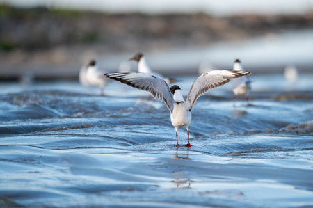 beach restoration using a sand transfer system, seagulls walk along the freshly restored beach