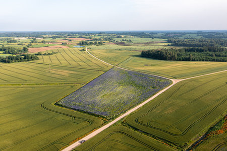An overview of a vibrant green field from above.