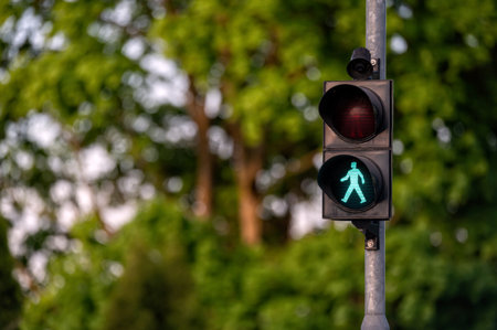 Green pedestrian signal lit, indicating walk, with trees and foliage in bright daylight.の写真素材