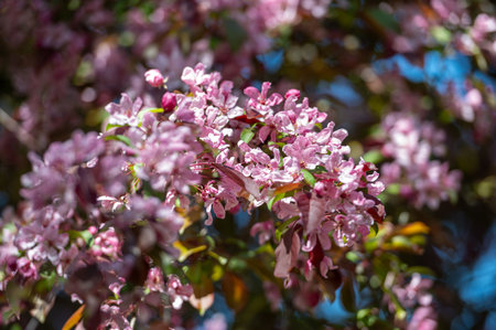 Detailed view of a tree branch covered in vibrant pink flowers. Shallow depth of feldの写真素材