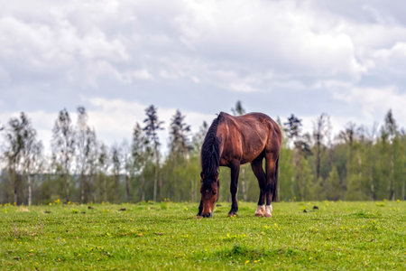 Horse grazing on a green meadow in rainy spring day. Rural landscape. Latviaの写真素材