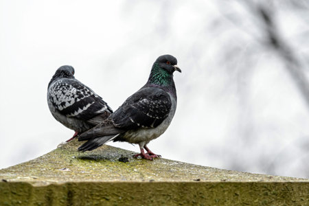 Two pigeons stand on a dirty ledge, observing their surroundings quietly.