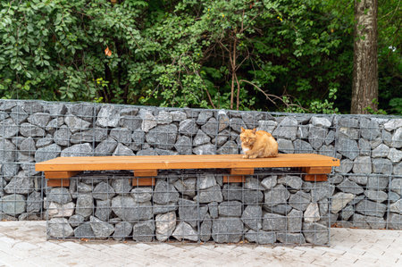 An orange cat relaxes on a wooden bench near a stone wall, surrounded by lush greenery.の写真素材