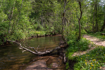 A serene creek winding through lush green forest during a sunny afternoon in springtimeの写真素材