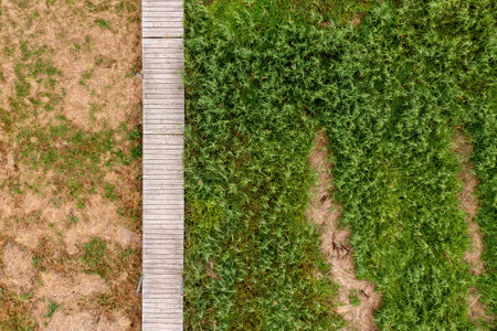 Pathway between dry soil and lush grass illustrating contrasting landscapes in a tranquil outdoor settingの写真素材