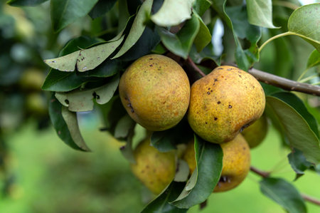 Pears grow on a green tree branch surrounded by lush foliage in bright sunlight.の写真素材