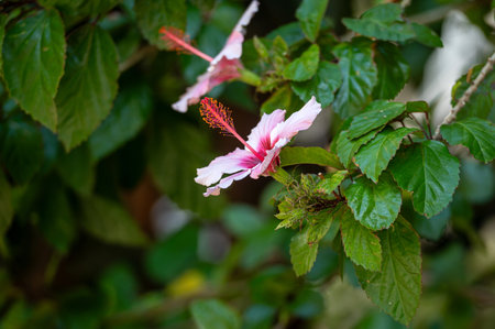 Hibiscus blossoms in shades of pink and white thrive among vibrant green foliage.の写真素材