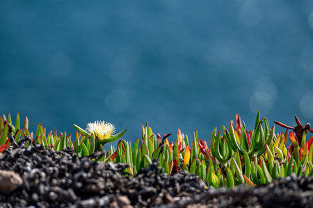 Vibrant coastal plants blooming on rocky terrain overlooking the ocean during daytimeの写真素材