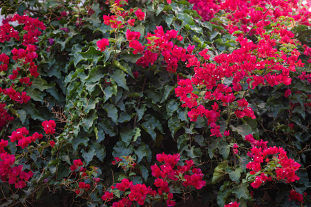 Bougainvillea flowers bloom brightly in a garden, creating a vivid display against greenery.の写真素材