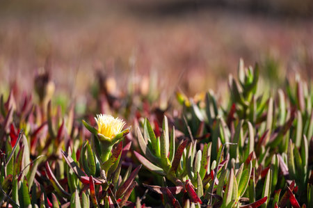 A single succulent flower blooms amidst lush green and red leaves in nature.の写真素材