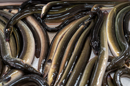 Fresh eels are arranged for sale at a market, highlighting local seafood offerings.の写真素材