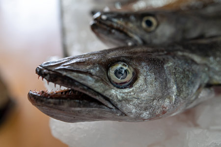 Two fish with sharp teeth resting on a bed of ice in a bustling market environment.の写真素材