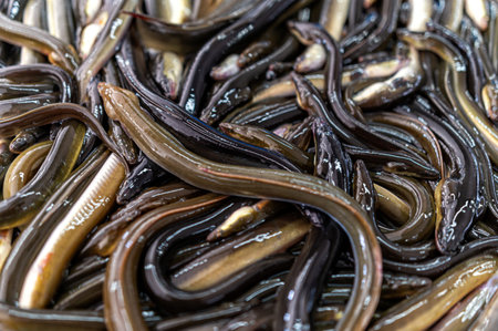 Eels displayed in a market showcasing fresh seafood in a traditional settingの写真素材