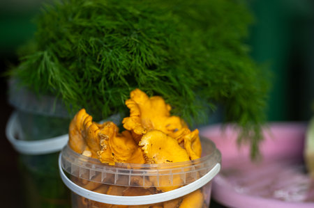 A basket filled with vibrant chanterelle mushrooms and fresh green dill.の写真素材