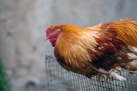 A rooster rests on a fence in a rural setting.