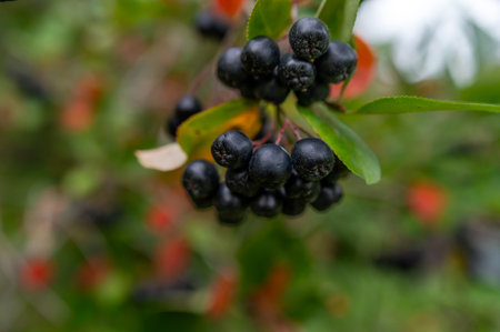 Black berries growing on a green shrub among colorful leaves in a sunny outdoor settingの写真素材