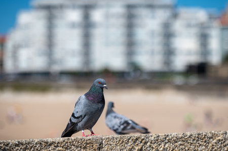Two pigeons stroll along a seawall with beachfront and modern apartments in the background.の写真素材