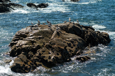 A group of seagulls perched on a rocky outcrop near the coast on a clear day.の写真素材