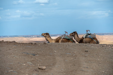 Two camels relax on the sandy terrain of Agafay Desert, surrounded by distant landscapes.の写真素材