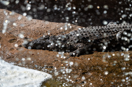 Crocodile lies still by water while droplets create a misty effect in the background.の写真素材