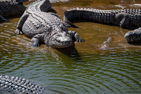 Large crocodiles rest on the riverbank while enjoying the warm sunlight in Morocco.