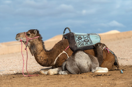 Camel resting in the Agafay desert landscape of Morocco during the dayの写真素材