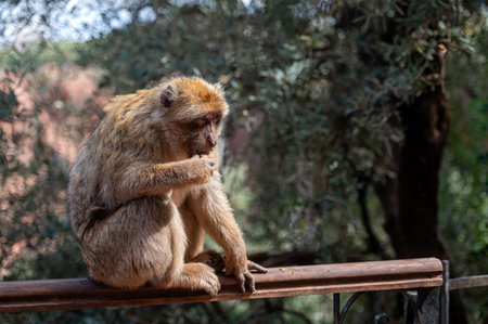 Barbary macaque sits on a wooden railing munching on food in Morocco's scenic landscape.の写真素材